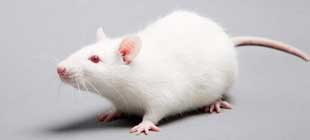 高光譜熒光成像技術(shù)在活體醫(yī)學上的應用